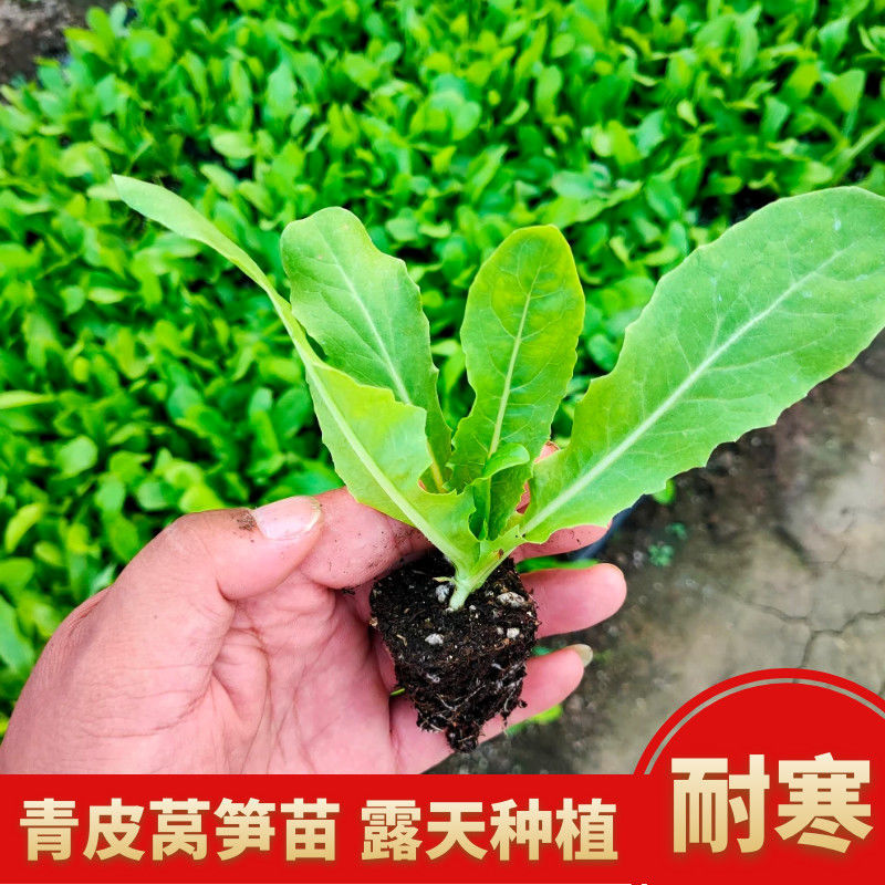 蔬菜苗耐寒莴苣秧苗青皮红皮莴笋幼苗阳台芹菜苗韭菜苗秋冬种植苗