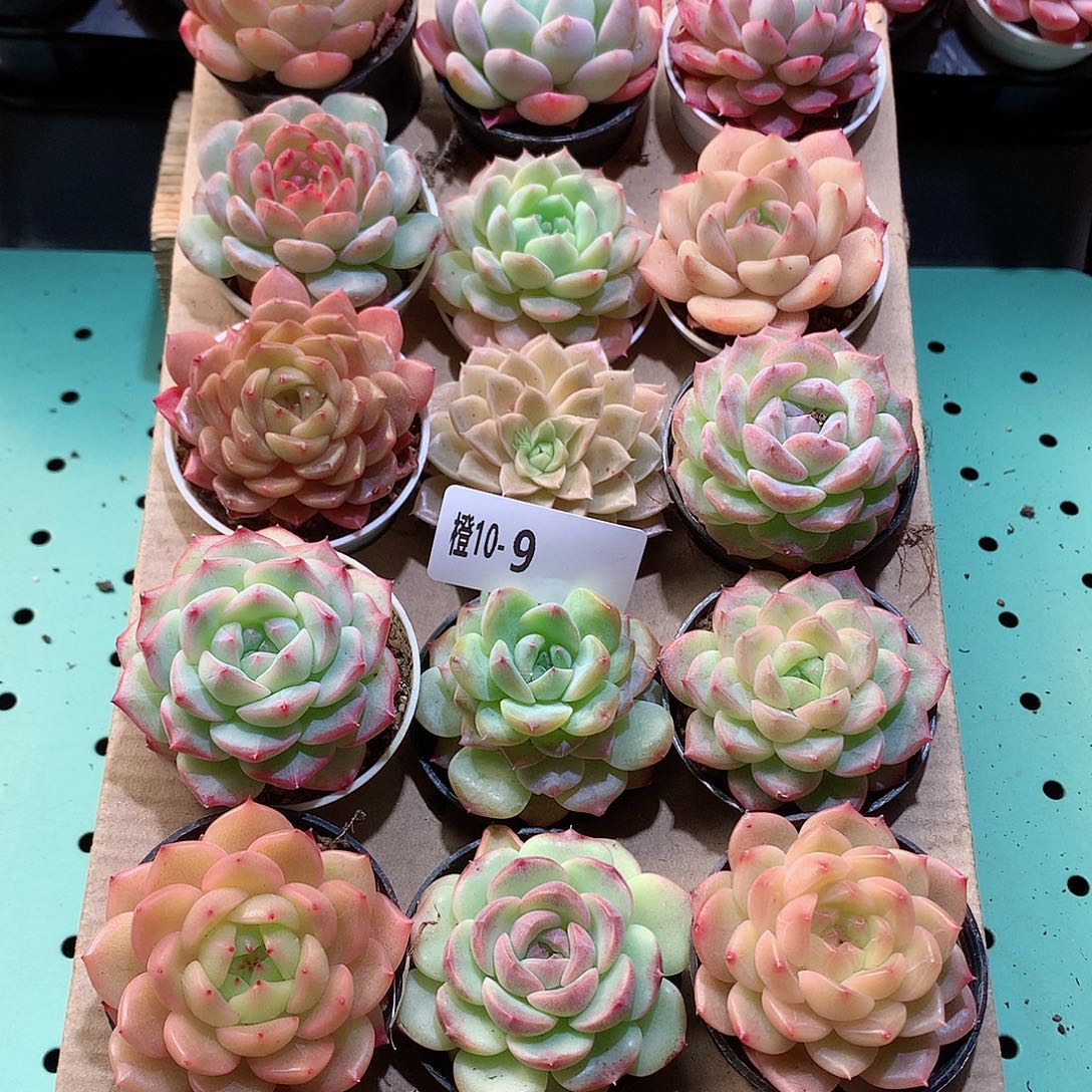 10-9一物一拍带盆18颗