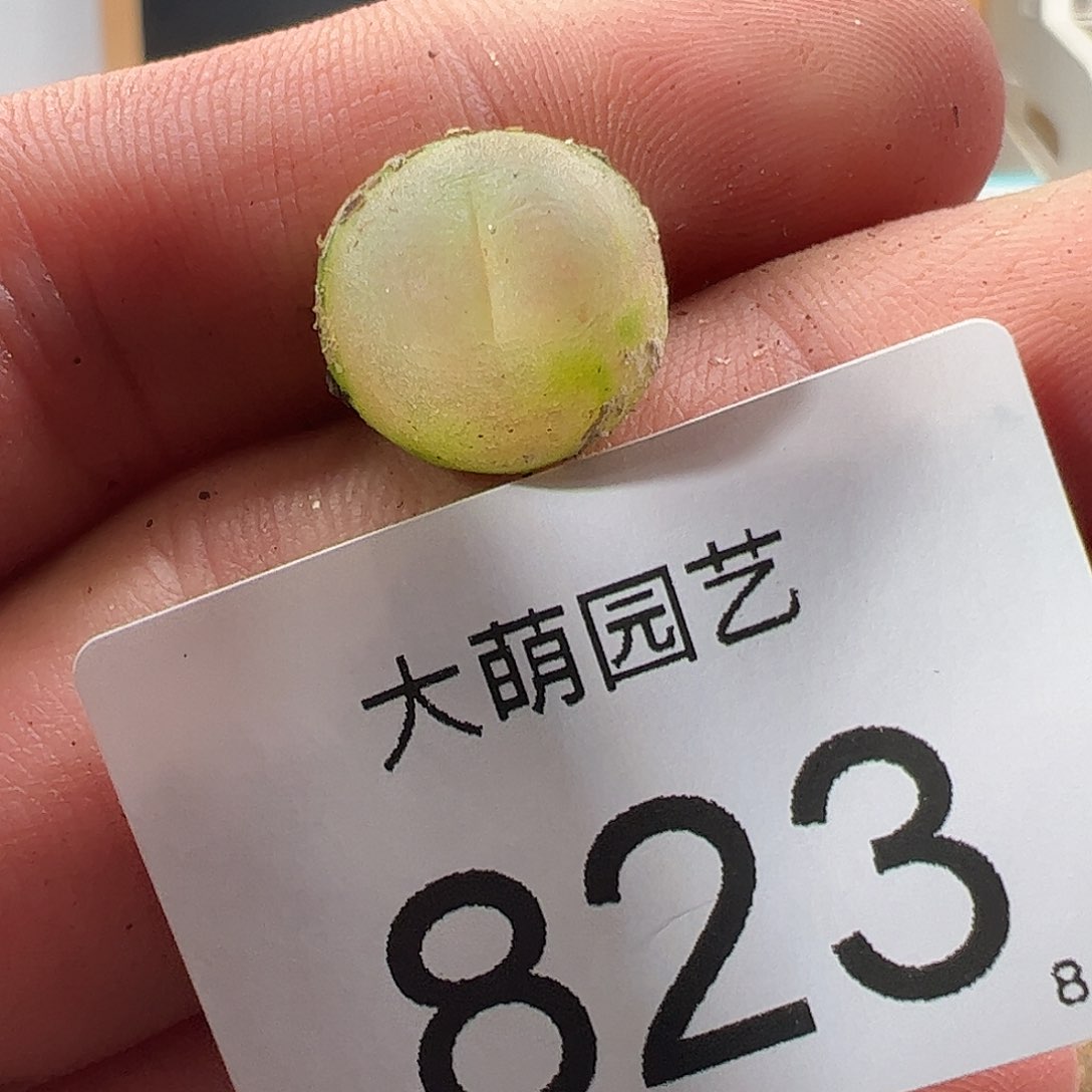 0000823 一物一拍……