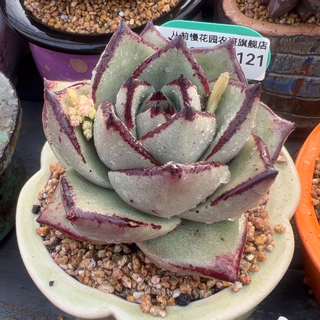 多肉一物一拍0215-121