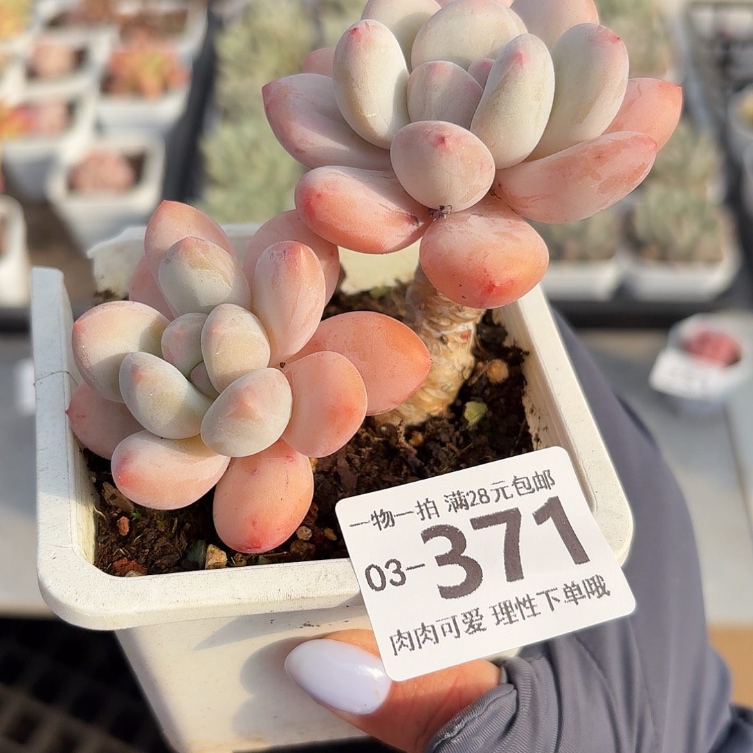 香水无盆土发货无