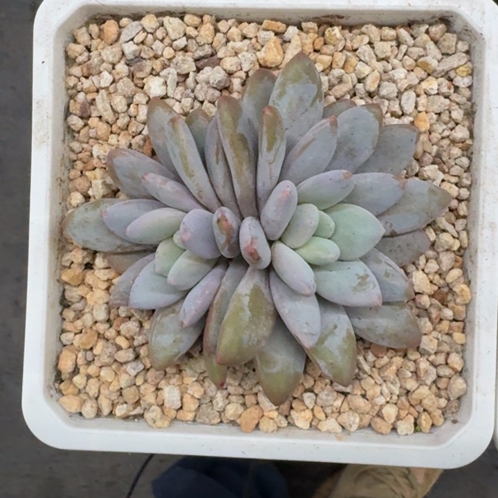 橙龙 双头 一物一拍