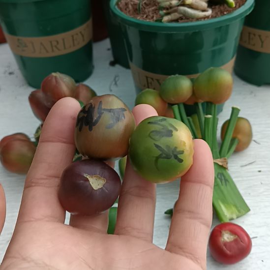 晨***露无花朵特色花卉君子兰小苗君