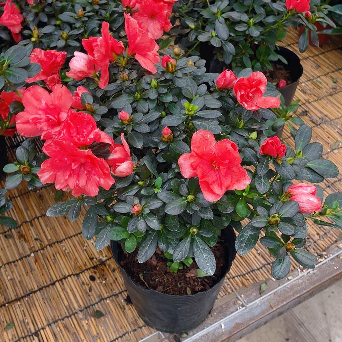 完全开放杜鹃花特价