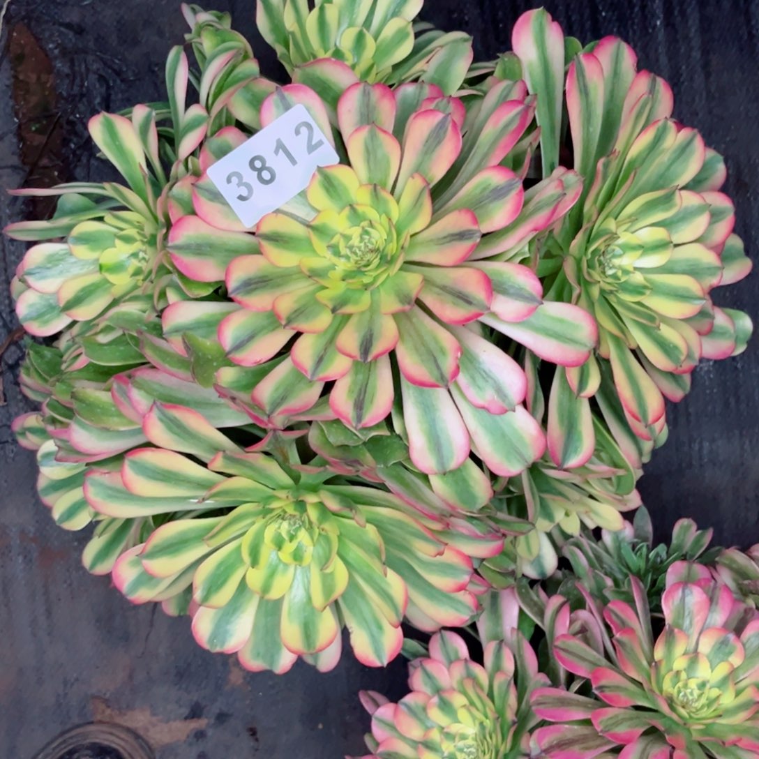 红**升新品粉钻多肉发货