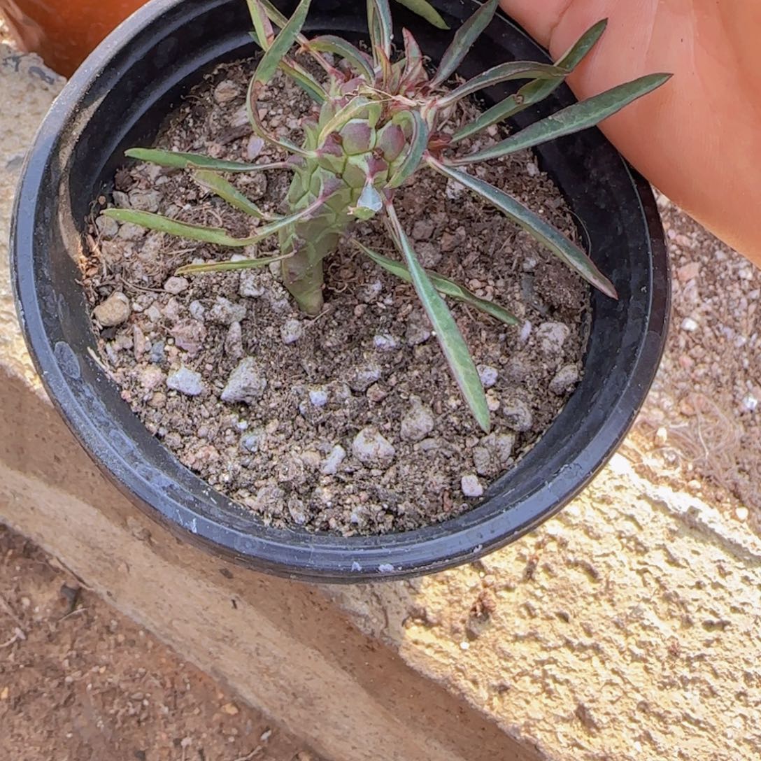 白***鸽块根植物块根植物