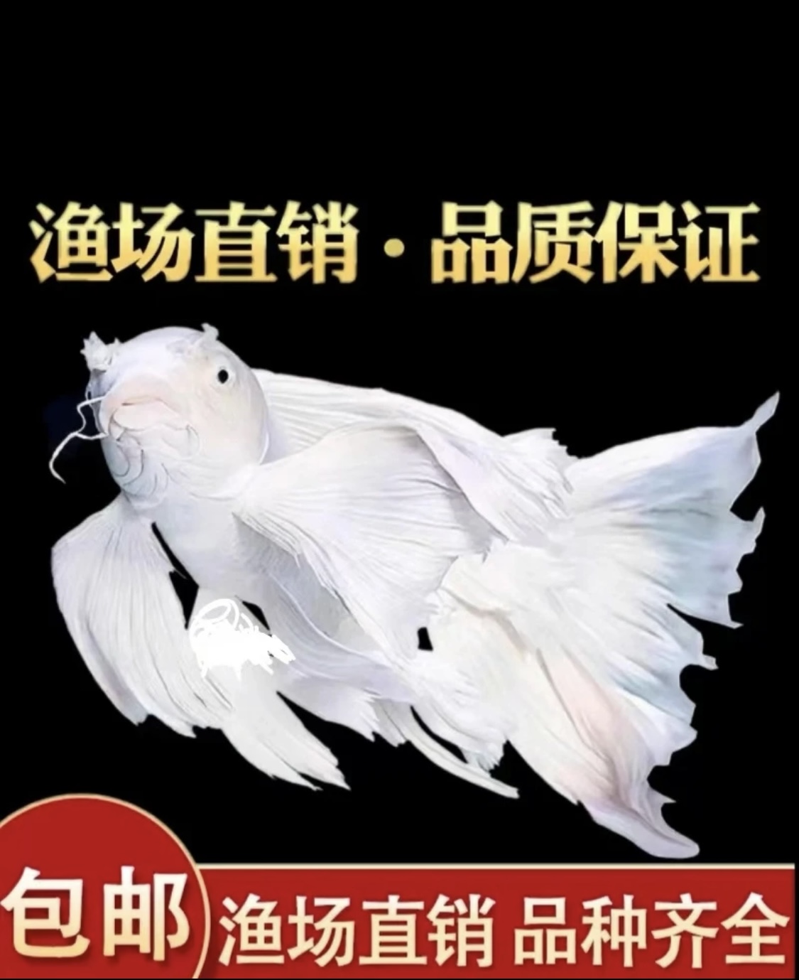 精品蝴蝶鲤鱼台系纯种白色短球观赏鱼养殖饲养活体发货耐活混养