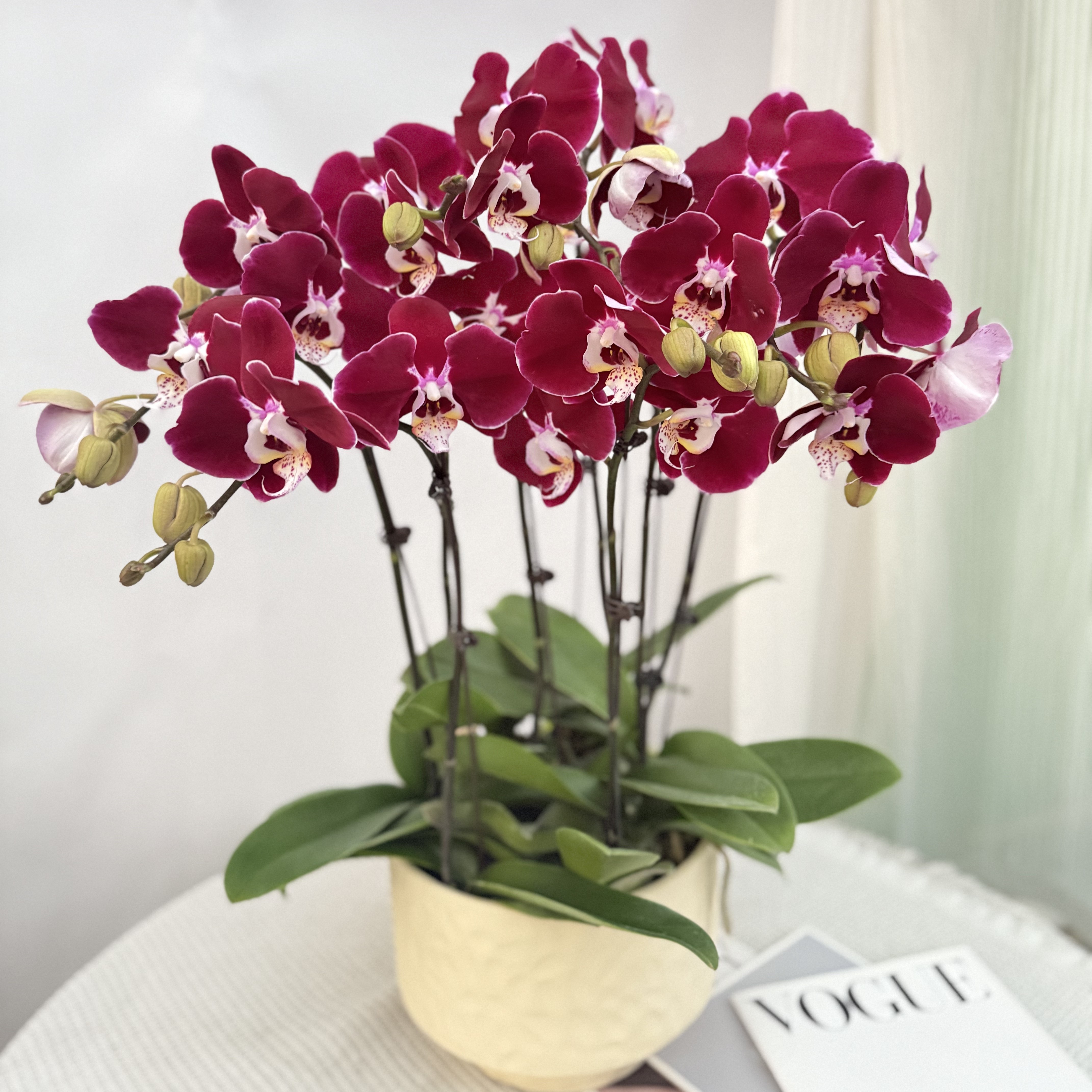 韵艺甄选《幻影》酒红色系蝴蝶兰鲜活绿植 经典品种 带花带花苞 