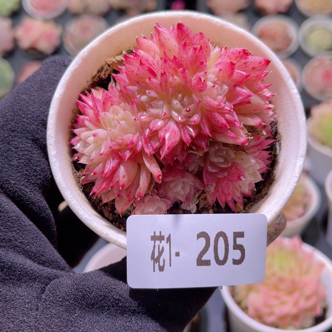 花利美1-205麦秆群