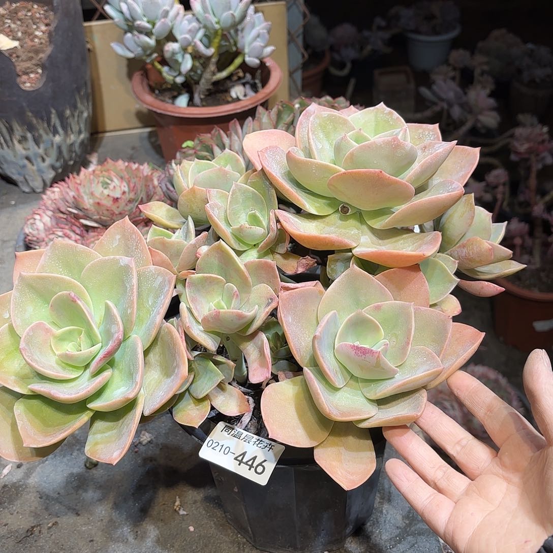 L****儿同温层多肉赫氏446泡沫发