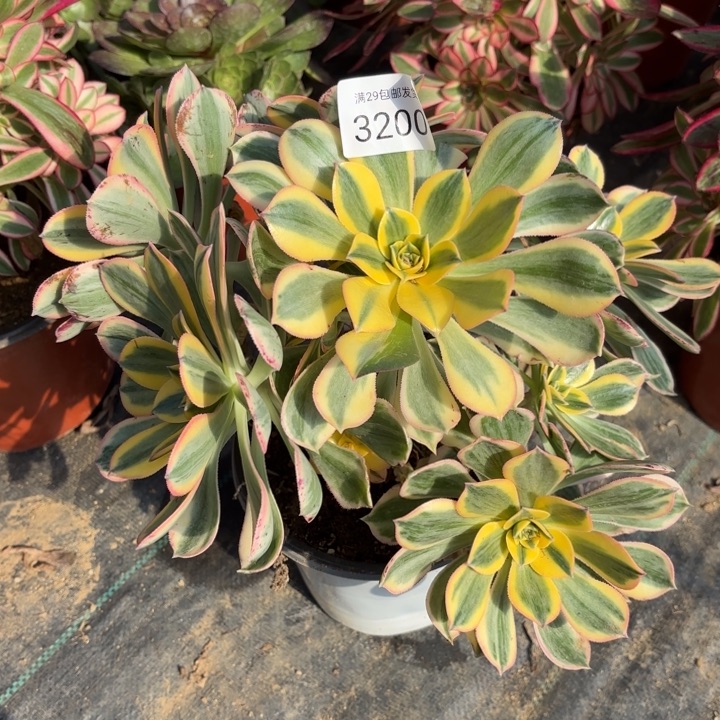 灿烂处氧化黑斑多肉3200