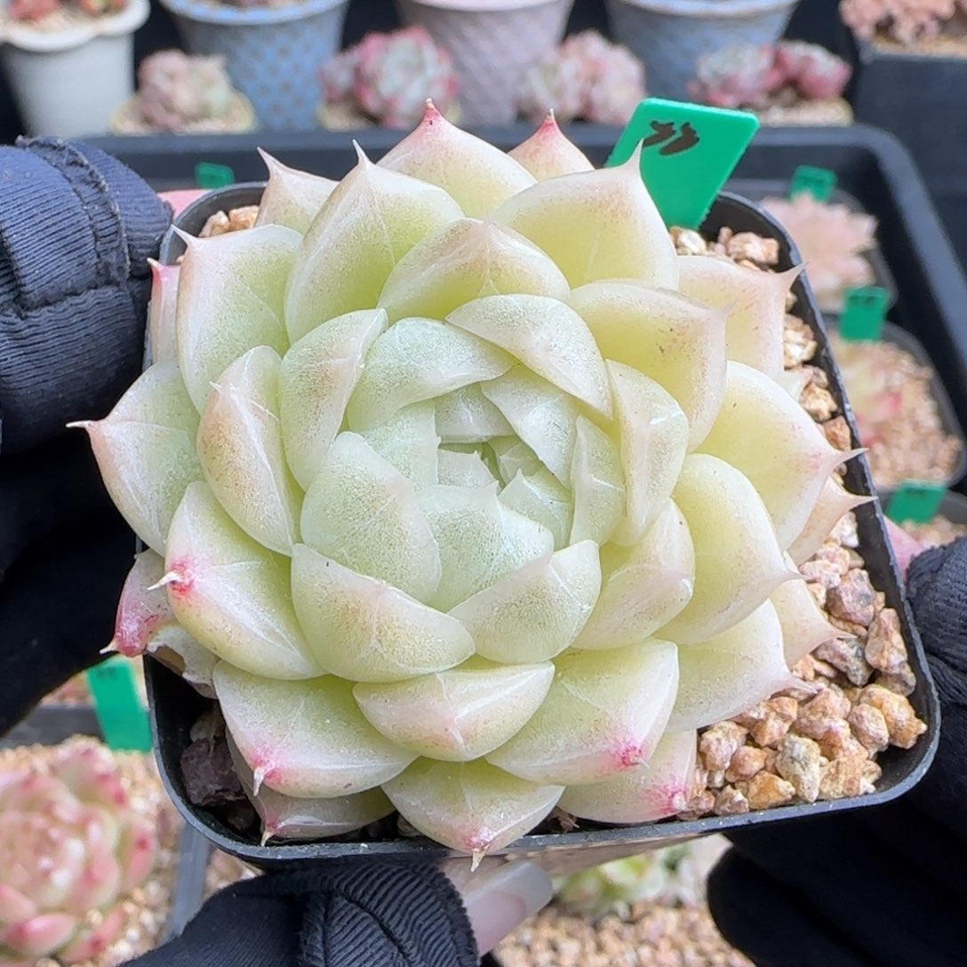 多肉22   麦秆不包整   6厘米盆  h