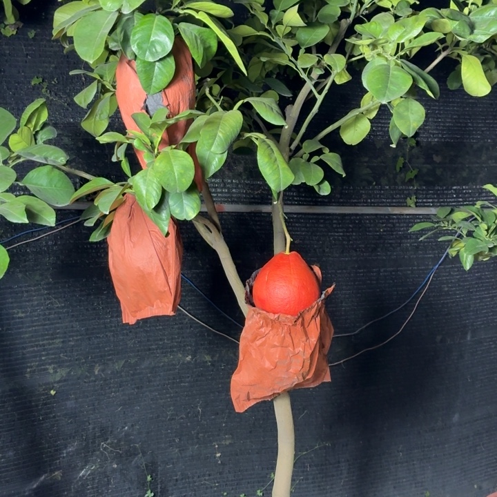 勇***走完全开放一物一拍