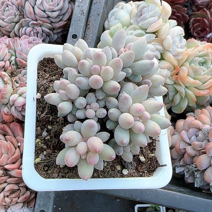 青蛙王子儿童牙膏111