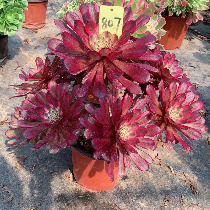 807红金刚多肉一物一拍～