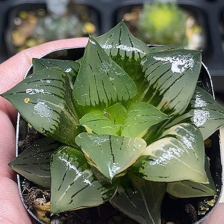 135巨大丸叶红纹寿锦