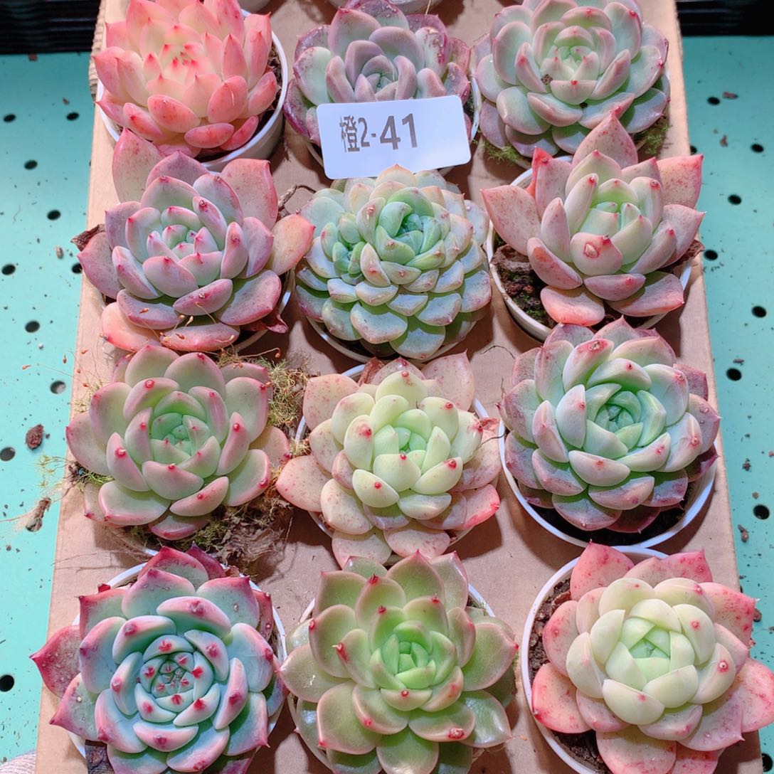 2-41一物一拍多肉带盆18颗