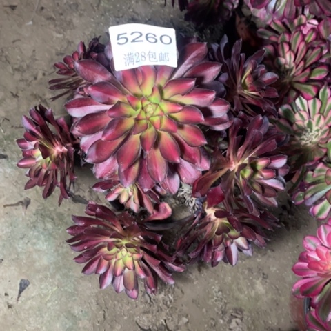 魅力多肉多色5260