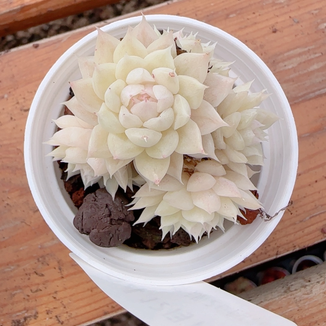 夏***甜花语多肉1212-194散