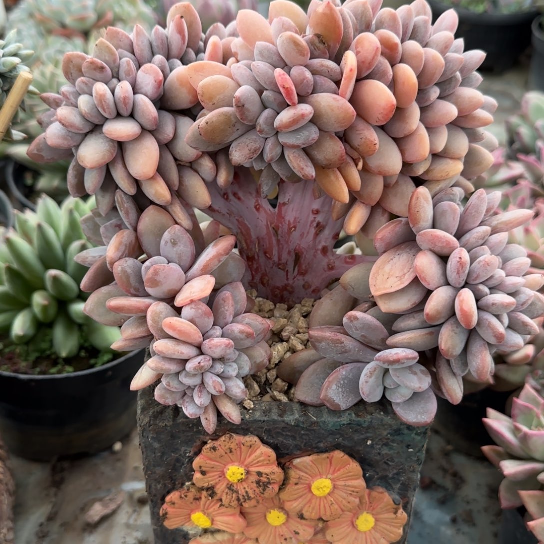 多肉植物多肉植物