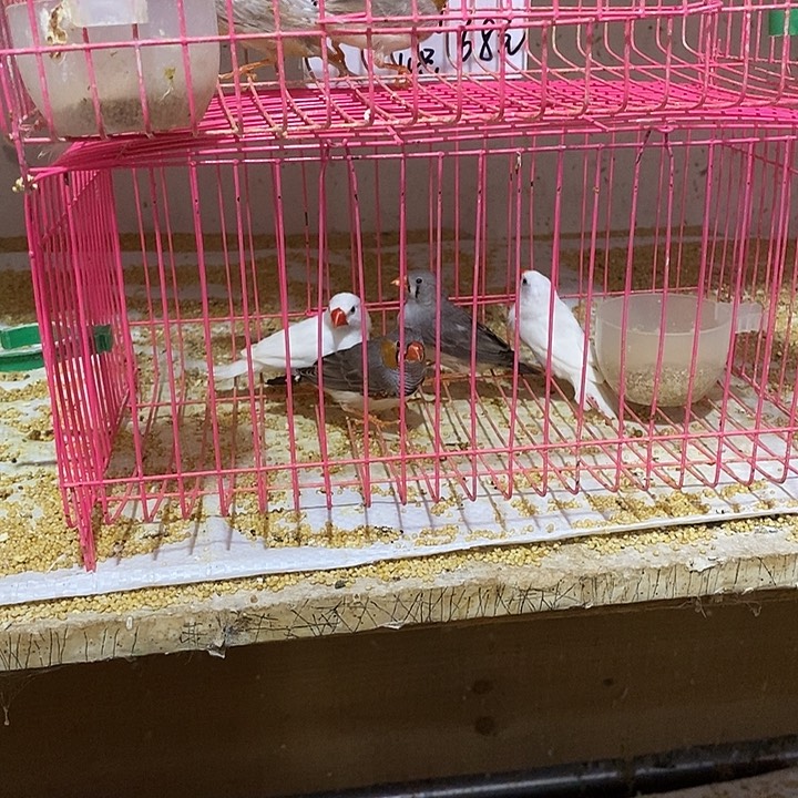 文鸟B****¹珍珠灰白驼各一对，包活到家