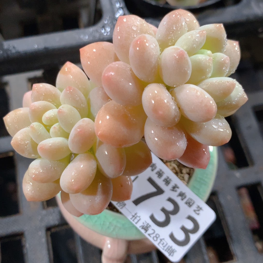 5CM拇指盆精控多肉ZI733