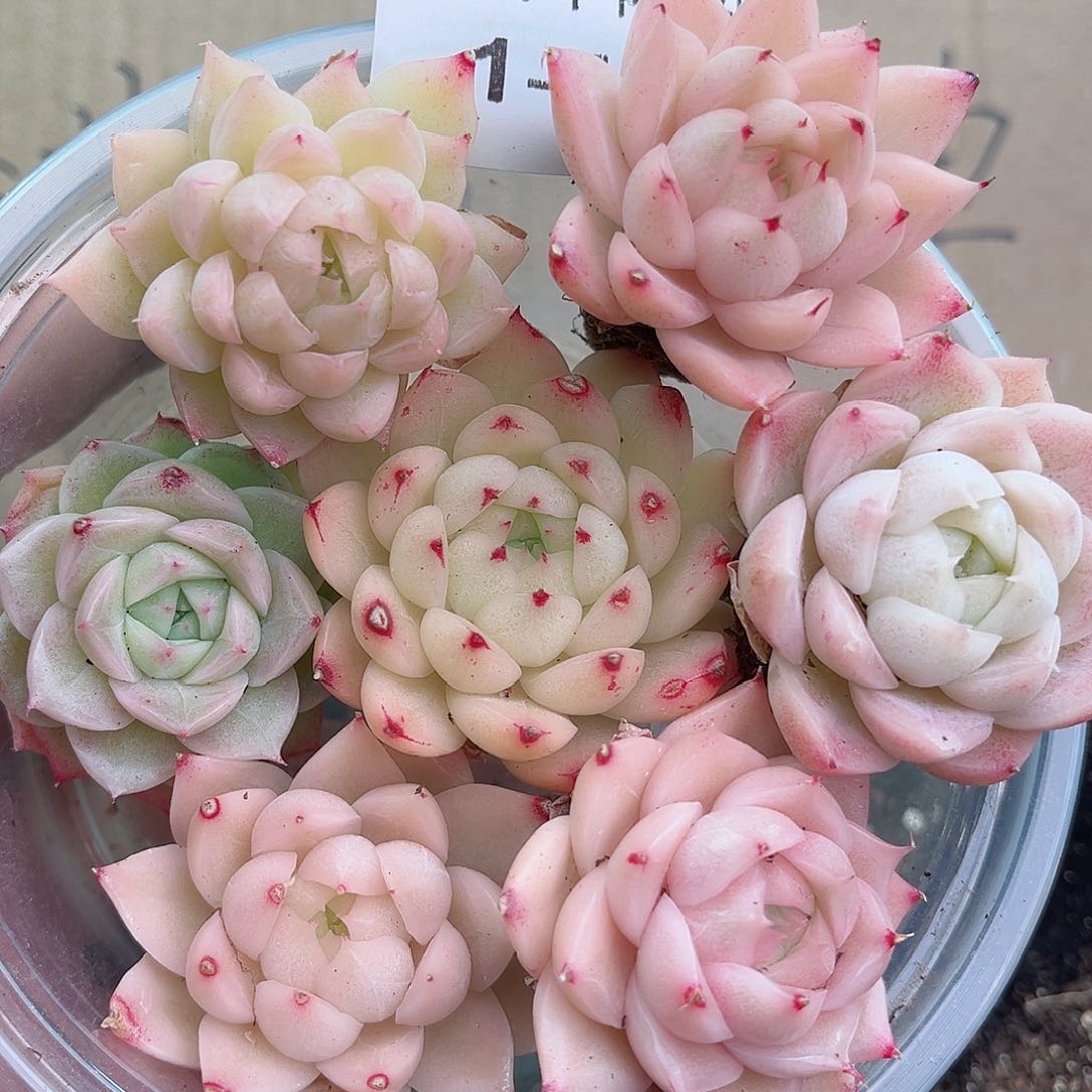 1-46 新疆西藏内蒙不发12.8包邮2-3公分多肉