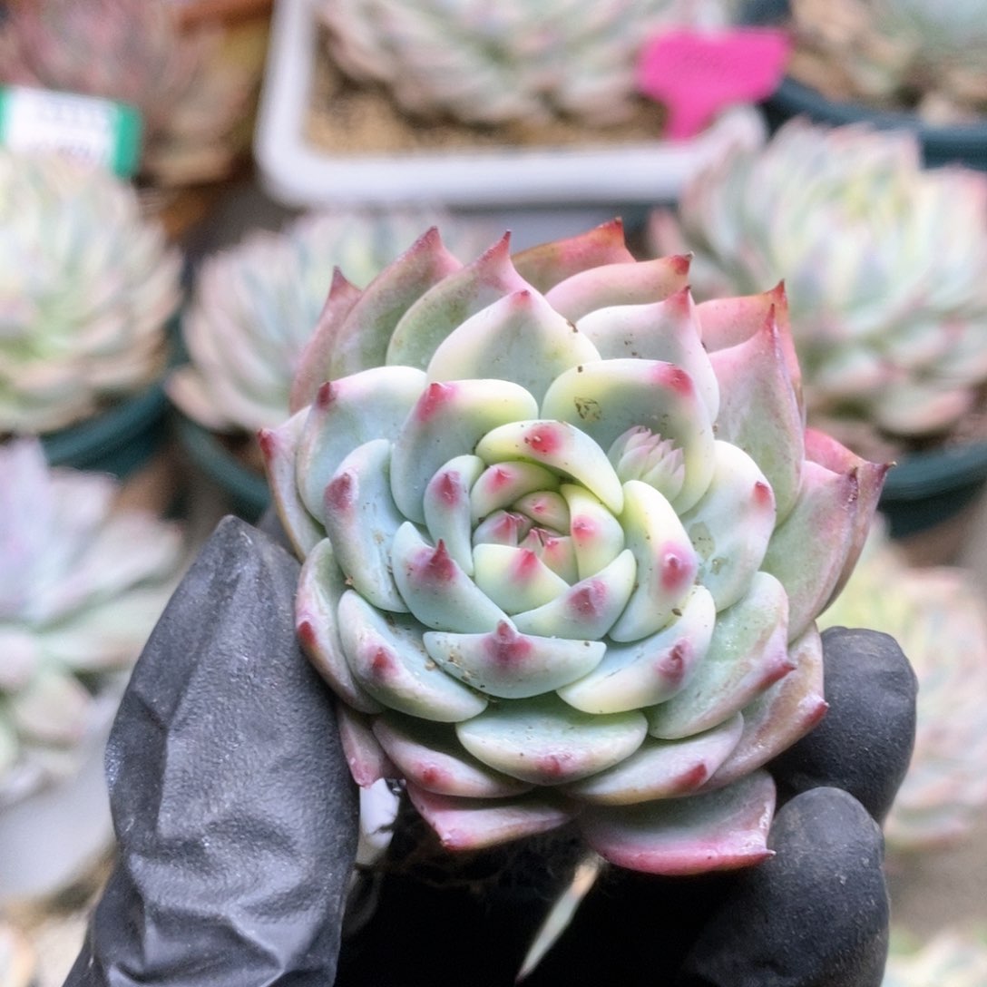 051锦锦锦锦锦锦锦