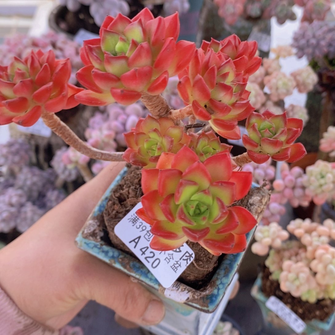 蒂亚老桩10cm420多肉植物