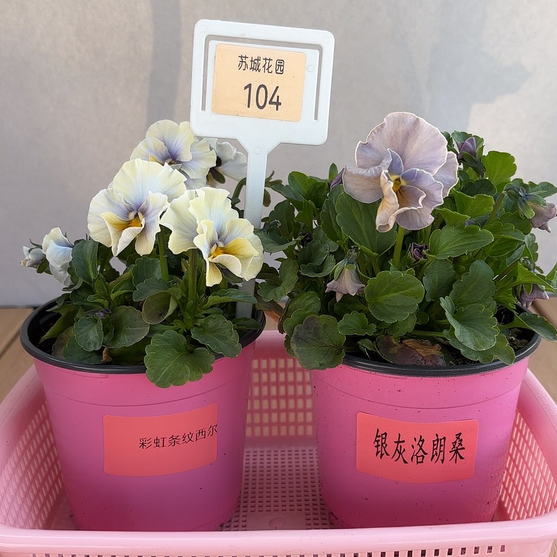 大部分开放少量花苞104