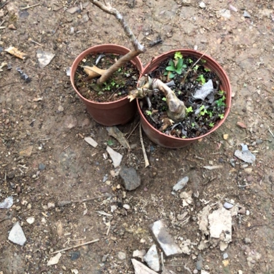 盆景素材盆栽绿植雨****安