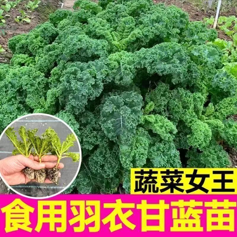 羽衣甘蓝菜苗带土发货国际闺蜜