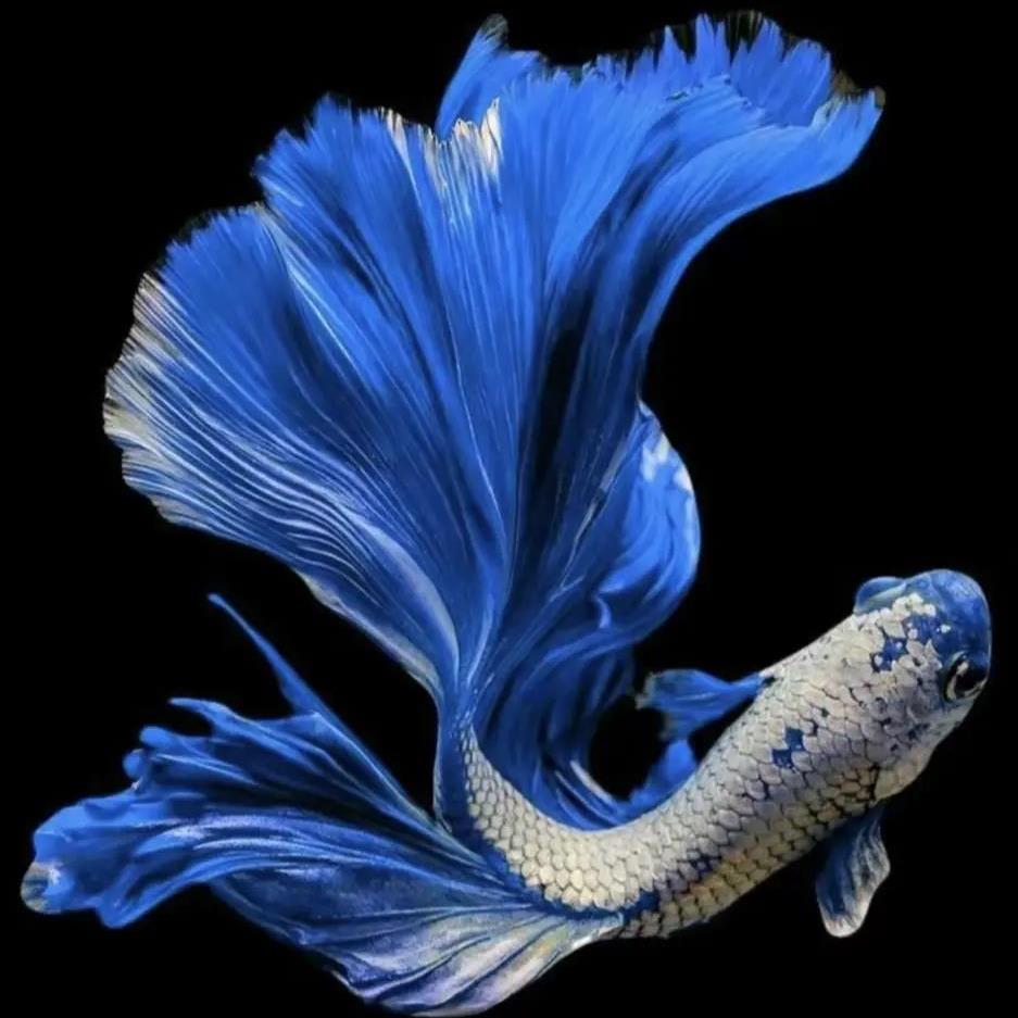 D2（24-48）精品泰国斗鱼小型热带观赏鱼耐活（直播间选鱼）