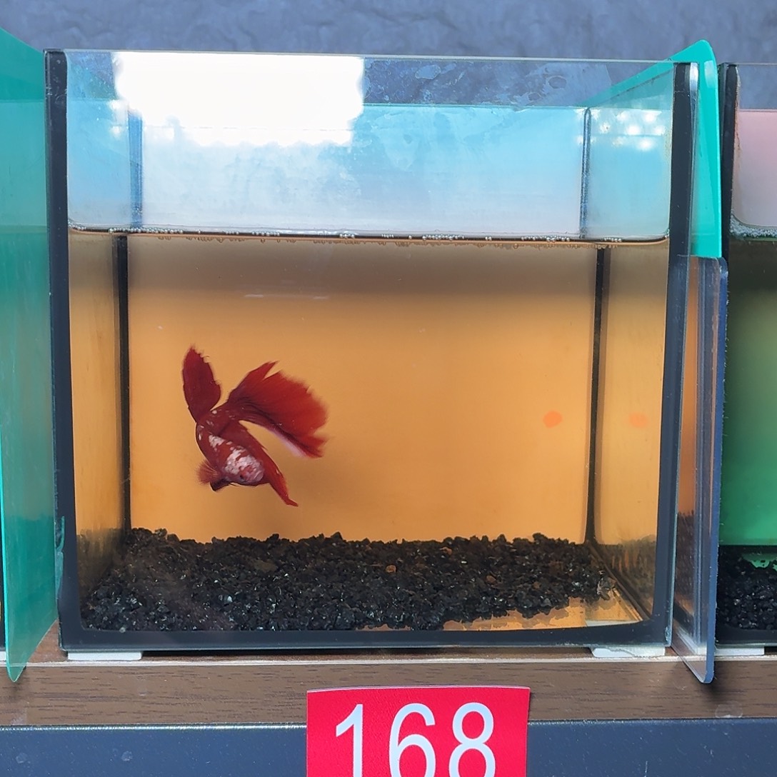 斗鱼红金半月公鱼