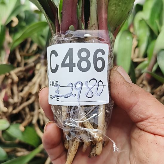 三***人完全开放0000000000