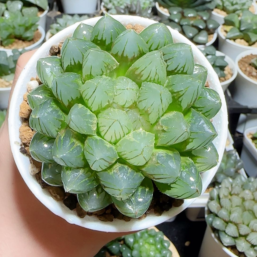 母本oh玉露原盆原土