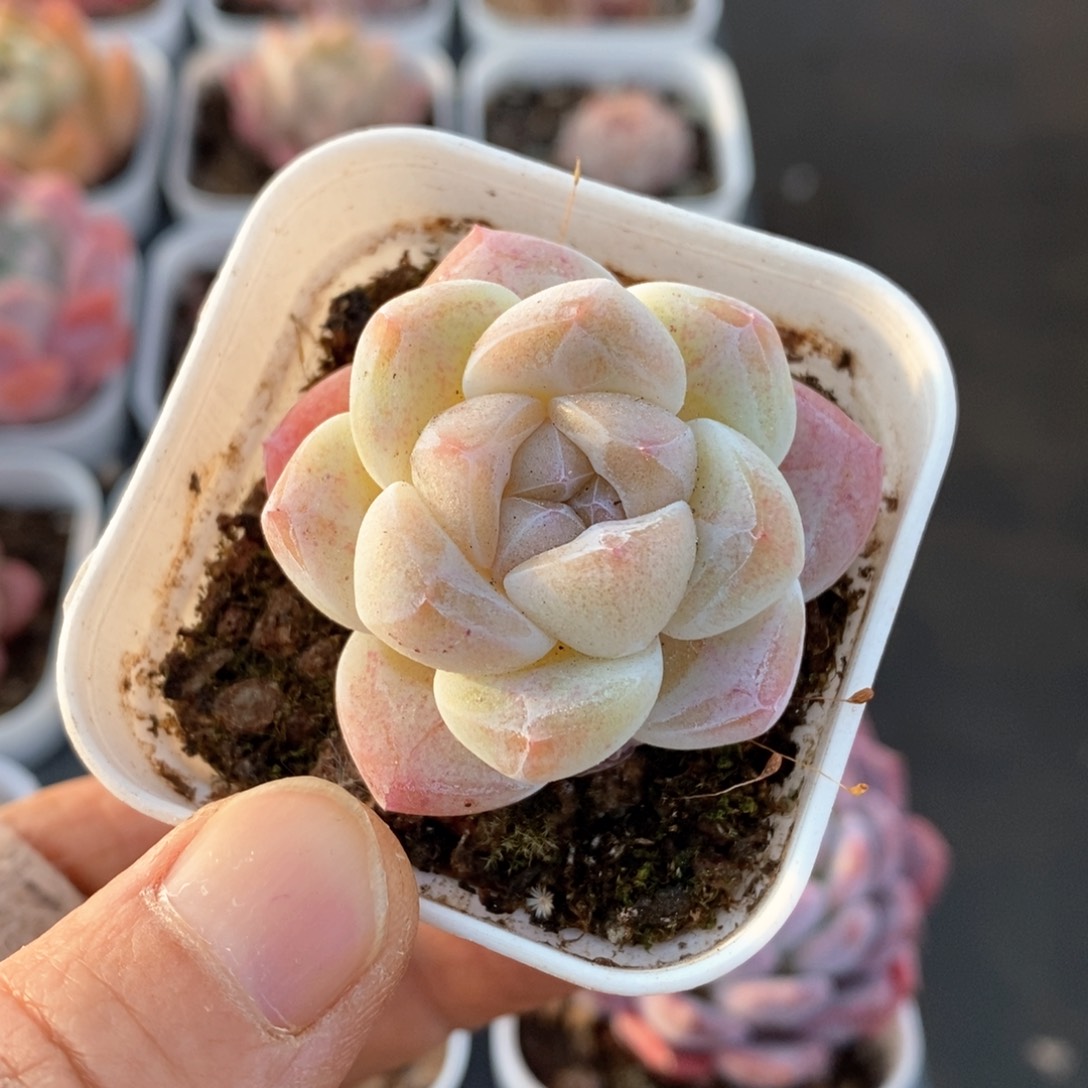 精品多肉一物一拍144