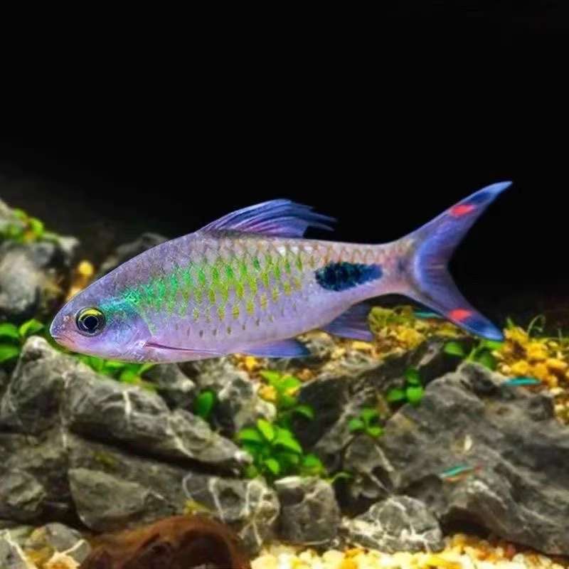 紫红两点鲫热带鱼观赏鱼彩虹钻石鲫黑影道人淡活体