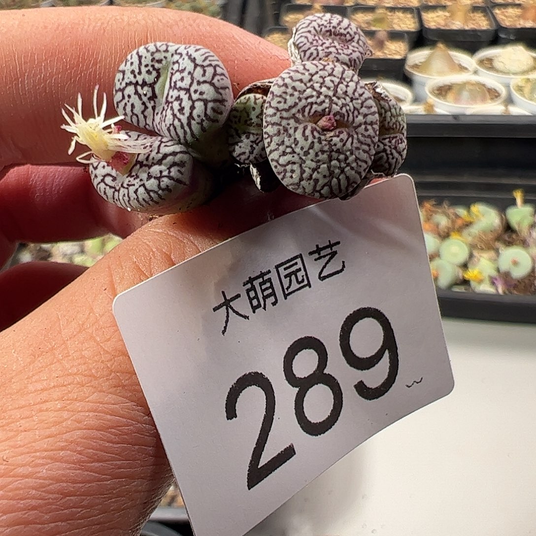 一物一拍。     289