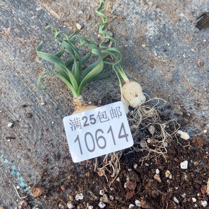弹簧草614，一物一拍