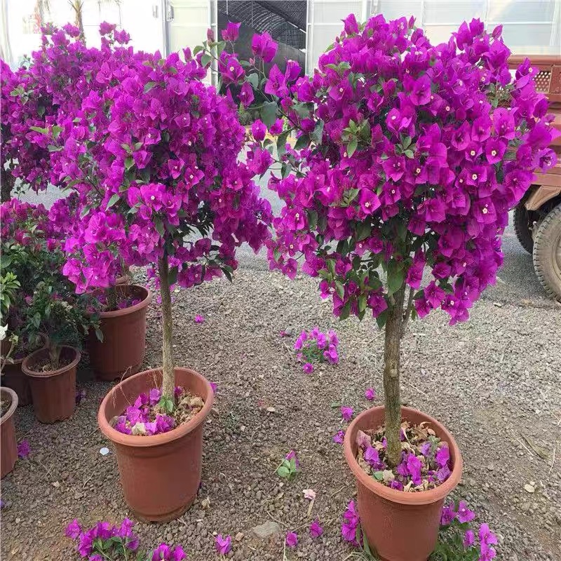 【加大加高1米2-1米4独杆】三角梅云南紫8年老桩苗户外种植好养绿植