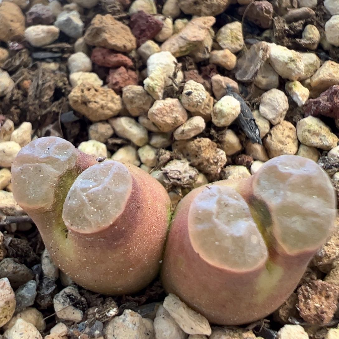 奶瓶体磁铁 肉锥植物