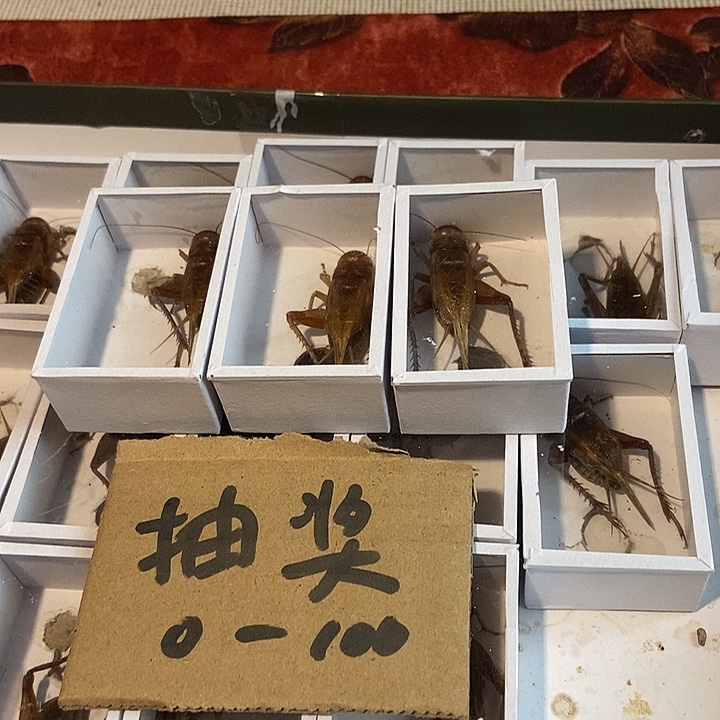 刘***衡奖品奖品奖励奖品奖励