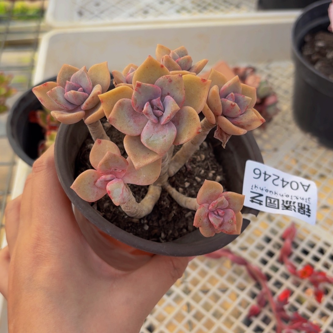 紫乐一物一拍4246