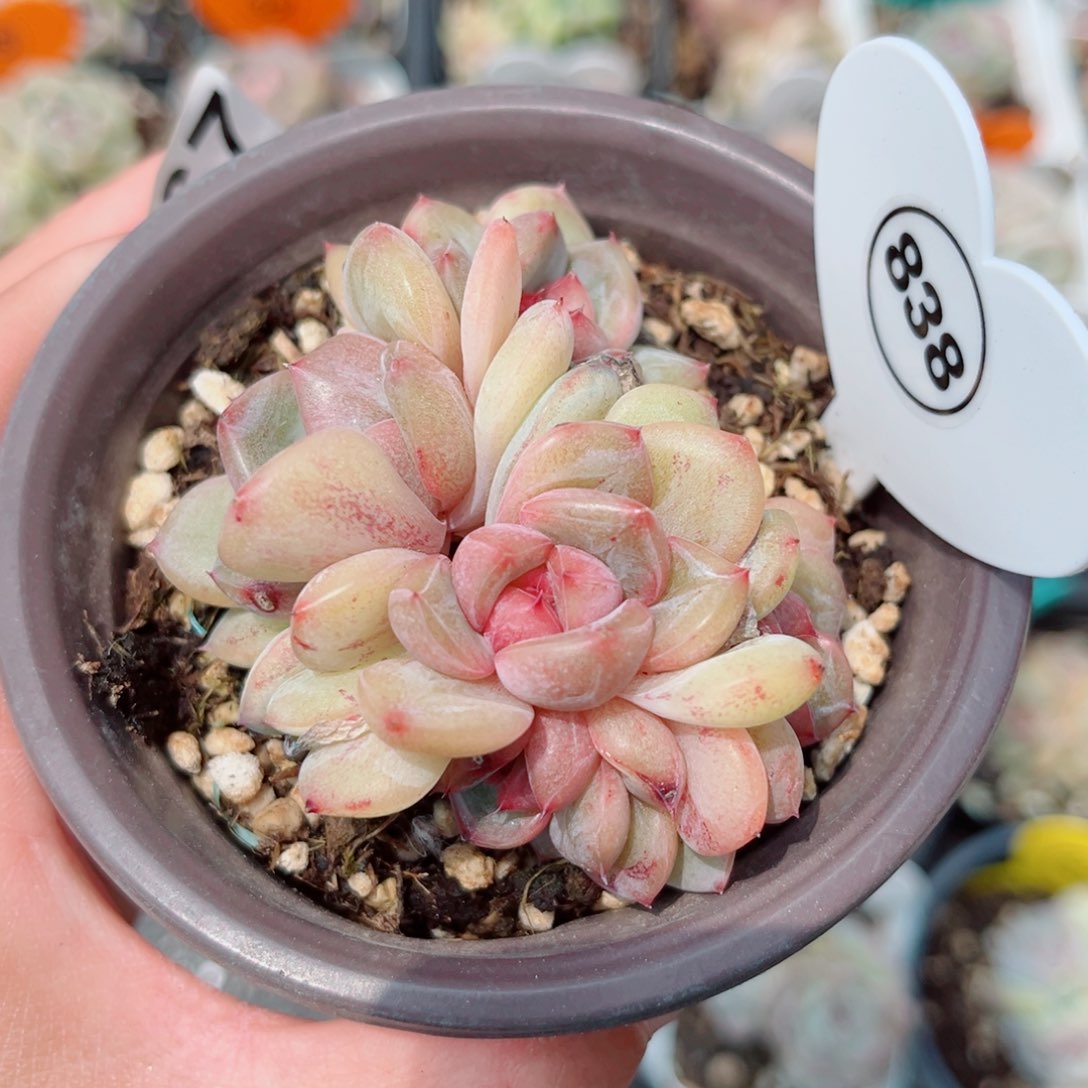 风靡园艺桃粉泡泡群5头