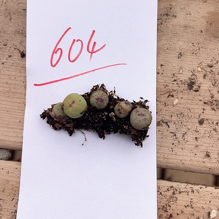 旁**多604。  五颗小红嘴。   