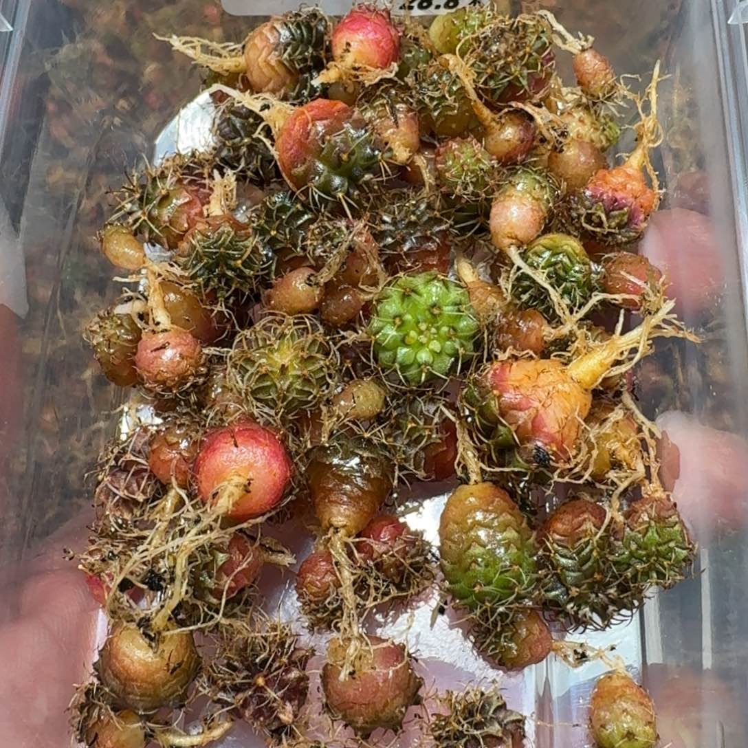 米哈实生自然锦练手球50颗左右197