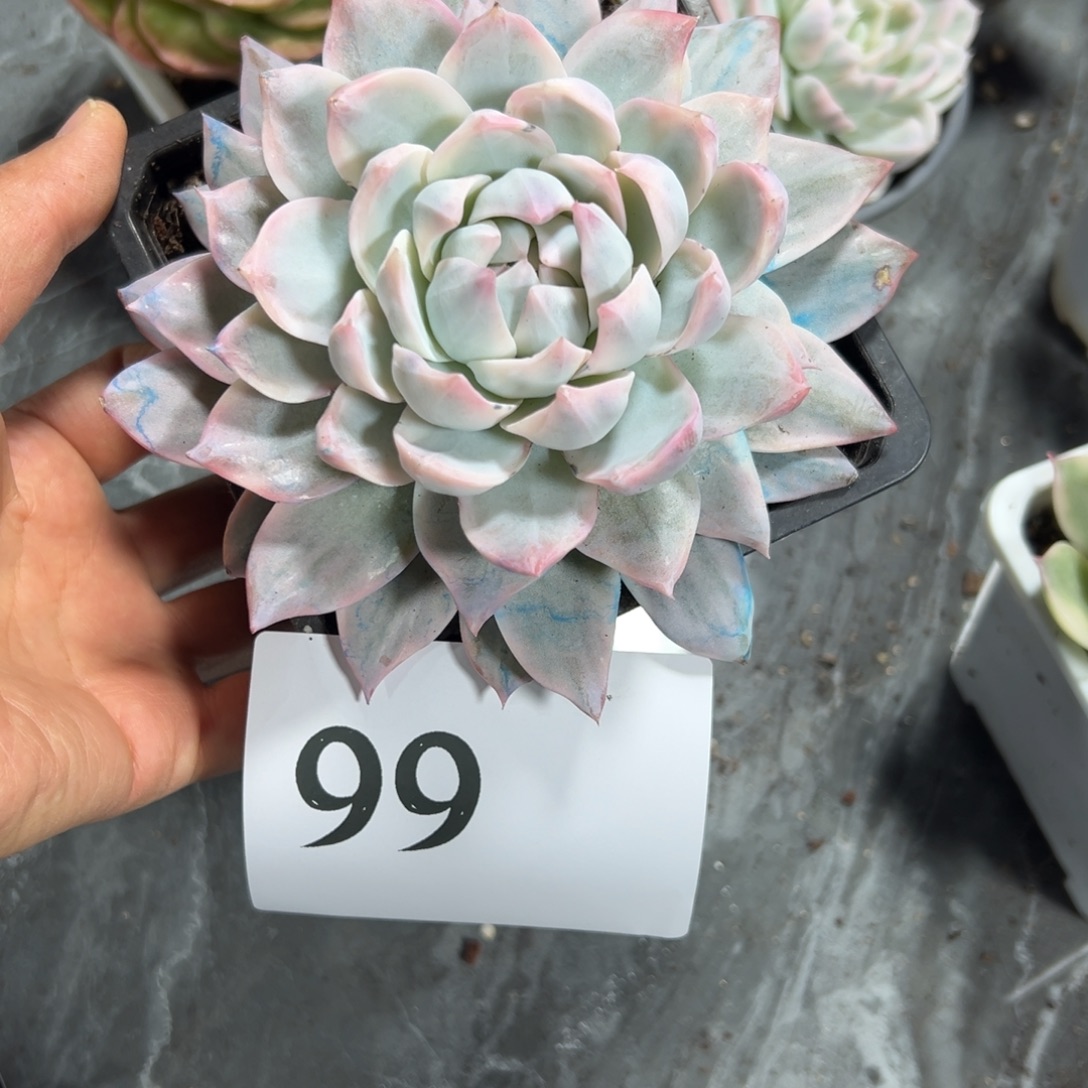 龙***儿99、发点点滴滴反反复复分