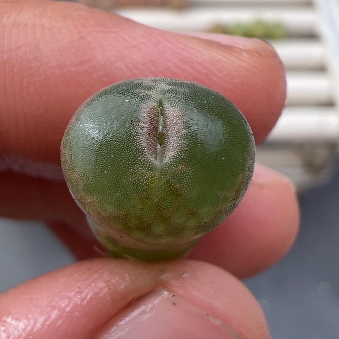 12.29好看的多肉脱土发货983