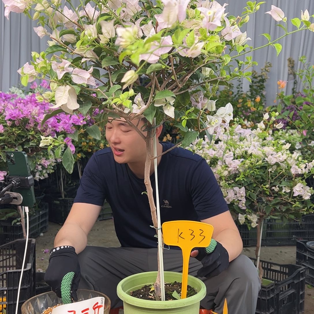 岁***好大部分花苞少量开放K33苹果花